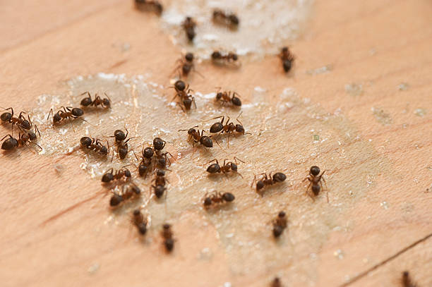 Best Ant Control Services  in Old Forge, PA