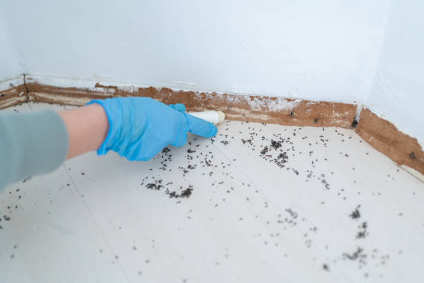 Best Flea Control Services  in Old Forge, PA